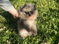 Antalya pomeranian boo köpekler