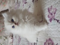 British Longhair Silver