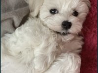 Teacup Maltese Terrier