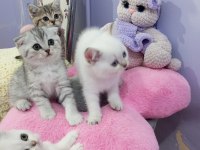 Safkan Scottish Fold ve Straight yavrular Catteryden