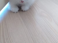 ÇOK TATLI SAKIZ YAVRULARIMIZ PERSİAN