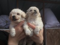 Maltese bebekler