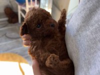 YENİ YUVALARINI BEKLEYEN IRK GARANTİLİ YAVRU KÖPEKLER