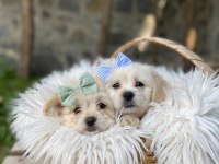 MALTİPOO DİŞİ YAVRULAR