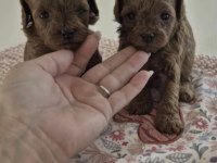 Toy Poodle Köpeğimiz