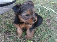 TEACUP YORKSHİRE TERRİER YAVRULAR
