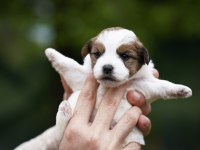 KIF(FCI) ŞECERELİ ROUGH VE BROKEN JACK RUSSELL TERRIERLER