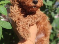 Poodle En Sevilenler Geldi