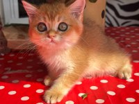 SAFKAN BRİTİSH SHORTHAİR GOLDEN ERKEK YAVRU