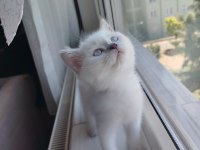 Goldenpoint Shorthair 2 Aylık Dişi Uyguna Ankara