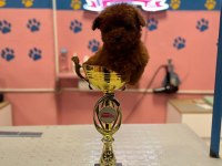 Teacup Dişi Toy Poodle