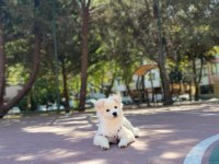 4 Aylık Pomeranian Spitz Cinsi Dişi Yavrumuz