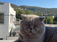 ERKEK SCOTTİSH KEDİME EŞ ARIYORUM