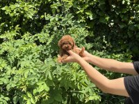 Kore Aşılı Poodle Bebekler