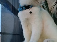 Tam bir dost canlısı british shorthair