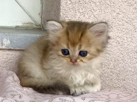 Golden ny 12 renkli gözlü güzel bebek prenses kedimiz