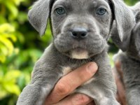 Cane corso yavrular