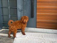 Köpeğimiz Kajuyu Sahiplendiriyoruz