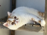 Erkek Exotic Shorthair Arayarak Bilgi Alın Lütfen