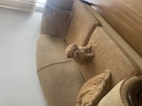 Toy poddle