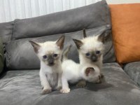 Siyam kedisi yavruları