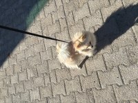Acil sahiplendirilecek pomeranian