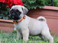 Pug Kredi Kartı Geçerlidir