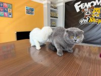 6 AYLIK SCOTTİSH FOLD YAVRULARI ÜCRETSİZ