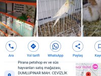 Muhabbet Kuşu Yavru Veya Yetişkin