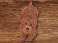 Minyatür toy poodle yavrularımız