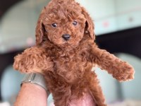 Yasal ruhsatlı çiftlikden toy poodle yavrularımız