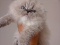 Yakışıklı bir erkek scottish fold