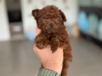 Petmode köpek çiftliğinden tea cup poodle yavrular