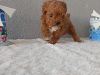 Kore Toy Poodle