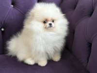 KAR TOPU GİBİ POMERANİAN BOO