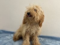 Apricot Güzeli Poodle Köpeği