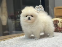 POMERANİAN IRKININ EN İYİLERİNİ İSTEYENLERE