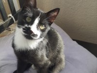 2 aylık yavru smokin tuxedo cinsi annesi öldü yuva olun