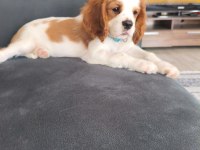 Acil verilecek cavalier king charles