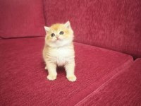 Golden British Shorthair Prenses