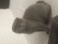 3 aylık erkek scottish fold