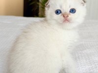 Bebek Surat Silver Scottish Fold 