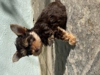 Ocaen pearl yorkshire terrier