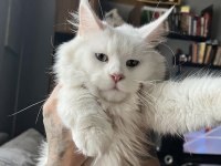 Safkan mavi gözlü maine coon xxl şecereli