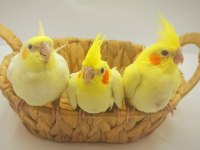 Evcil Eğitimli Sultan Papağanlar Yavru
