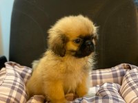 Emperyal Pekingesse