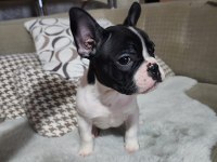 SAFKAN FRENCH BULLDOG ERKEK BEBEK