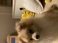 Ev Ortamına Alışkın Pomeranian Boo Yavrusu