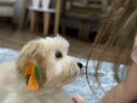 İnsan canlısı köpeğimiz max
