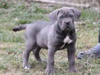 Cane Corso Köpeğimiz